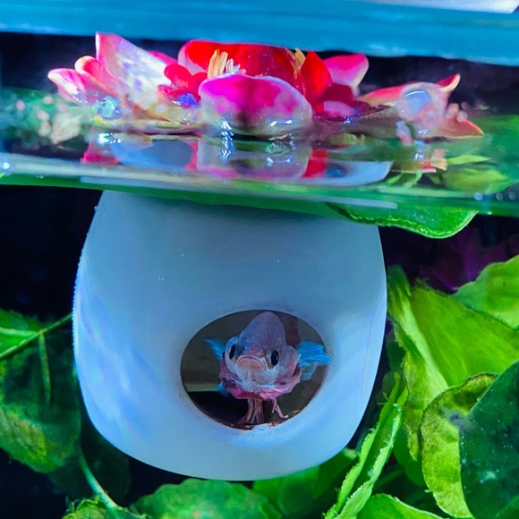 Betta Fish hideout - Picture 5 of 10